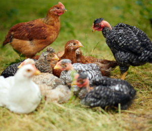  Organic Poultry Feed
