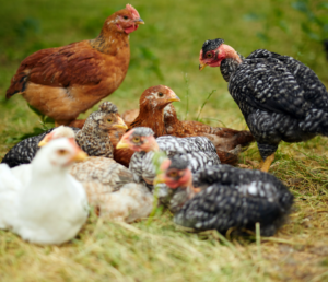 Preparing for Backyard Chicks