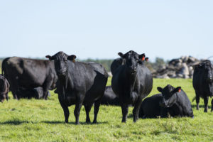 Cattle | True cost of cheap cattle minerals