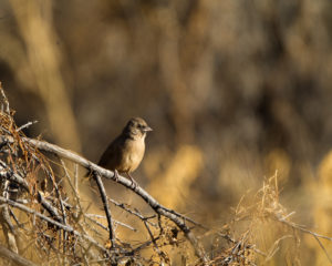 Wild Bird Feeding Seminar