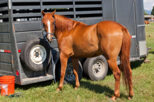 Horse Supplements