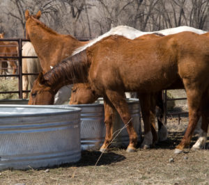 Keeping Your Horse Cool In the Summer