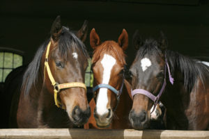 Horse Tack Equipment