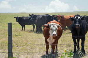 Hot Weather Cattle