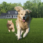 Running Dog and Cat copy