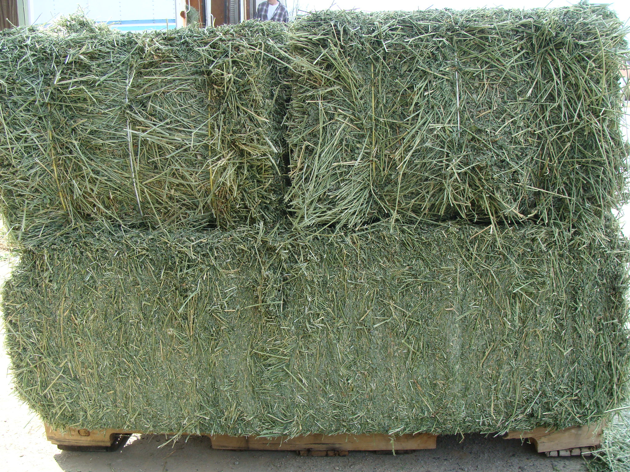 Alfalfa Bales