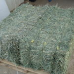 orchard-2