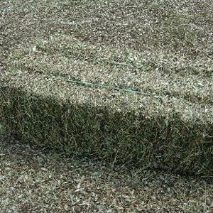 Perennial Peanut Hay Bales 