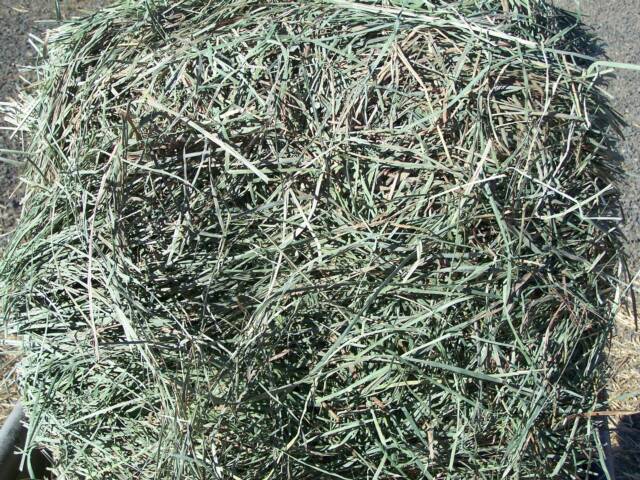 Timothy/Alfalfa Bales