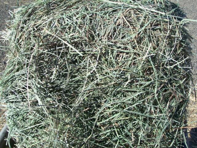 Timothy/Alfalfa Bales