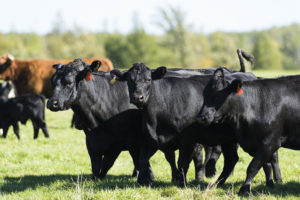 self-fed cattle supplements | Kissimmee Valley Feed
