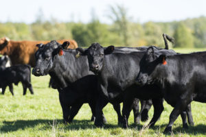 Preparing Livestock For Hurricanes