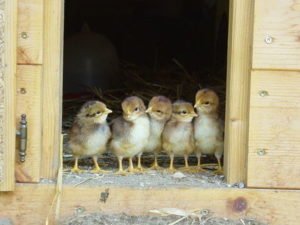 6 Week Old Chicks