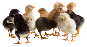 Chick Days at Kissimmee Valley Feed!