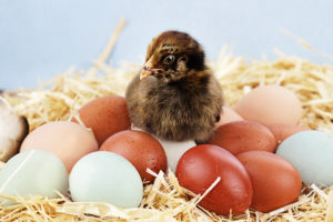 2-3 Week Old Chicks