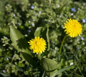 Weed Control Options for Pastures and Lawns