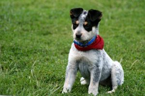 Puppy Training Classes