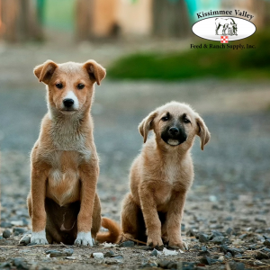 Pet Hurricane Preparedness Training