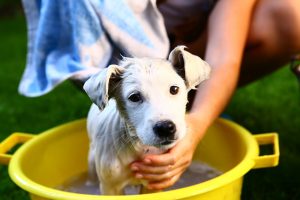 half-priced pet baths