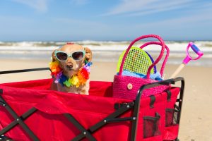 July Pet Specials featuring Funny dog with sunglasses on vacation at the beach