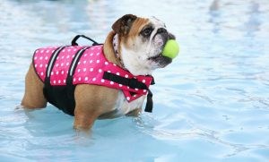 Protect Pets from Summer Heat