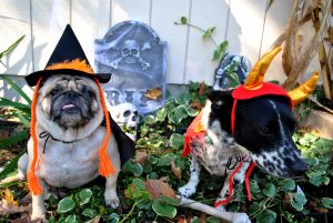 A Guide to Pet Halloween Safety