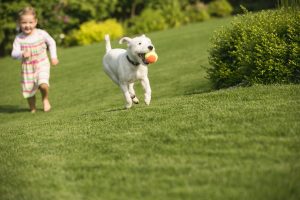 Summer Pet Care: Canine Enrichment