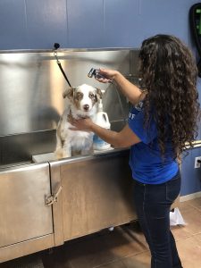 Self serve pet wash station