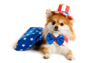 Fourth of July Pet Safety Tips