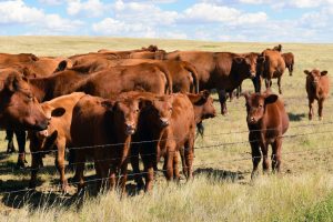 Show Steer Clinic