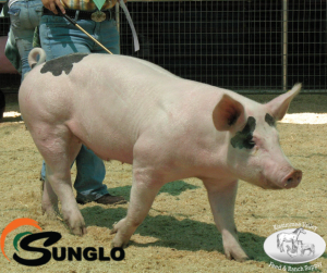 Sunglo Show Pig Clinic 