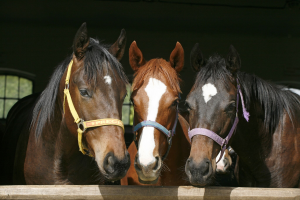 Equine Management Workshop