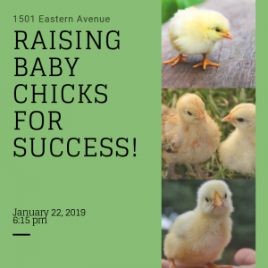 Chick Workshop