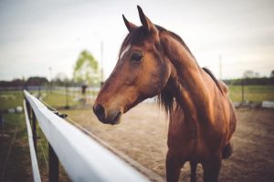 Basics of Electrolytes for Horses