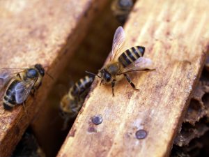 Beekeeping: is it for me?