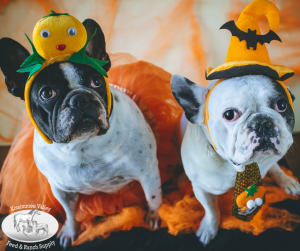 Pet Costume Contest and Fundraiser