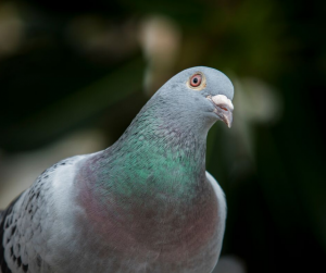 Versele-Laga Pigeon Food