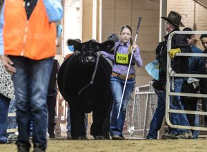 Sunglo Beef and Swine Show Feed Clinic at Kissimmee Valley Feed