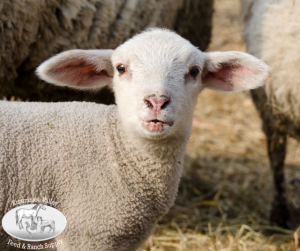 Transitioning Nursing Lambs