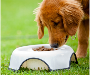 Pet Food Frequent Purchase Programs