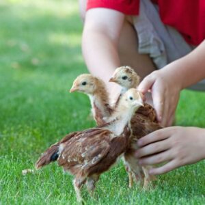 Young Chicks
