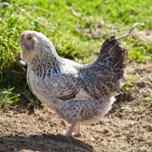 $2 OFF Chicken Bags Sale photo of a chicken