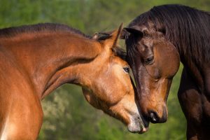 2 horses nuzzle. Buy 2 get 1 free on Tribute Equine Feed!