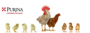 Purina Chicken Feed