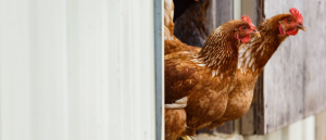 Purina Chicken Feed