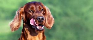Victore Pet Food