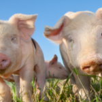 show pigs