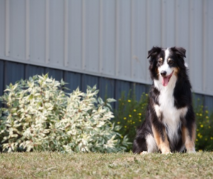 Fall Pet Allergies: A Fluffy dogs sits outside next to a bush.