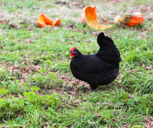 A chicken in the foreground with pieces of pumpkin in the background.