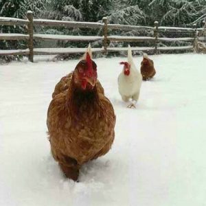 Raising Chickens in Winter